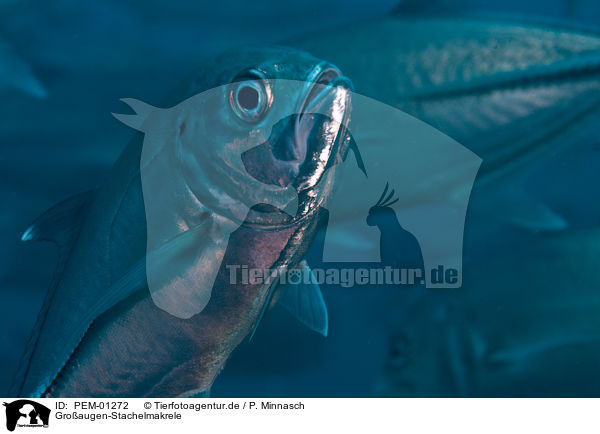 Groaugen-Stachelmakrele / big eyed trevally / PEM-01272