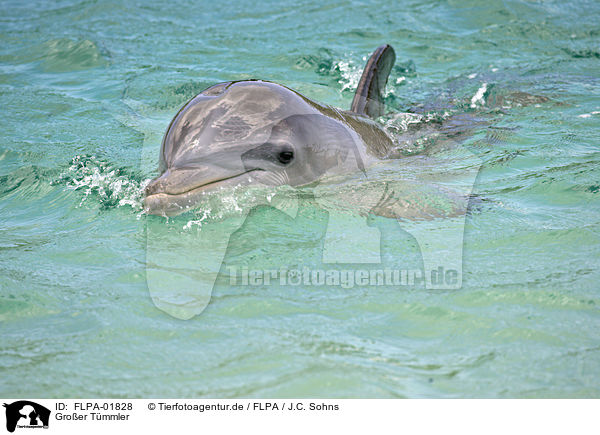 Groer Tmmler / bottle-nosed dolphin / FLPA-01828