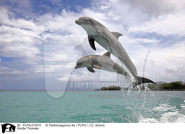 Groe Tmmler / bottle-nosed dolphins / FLPA-01874