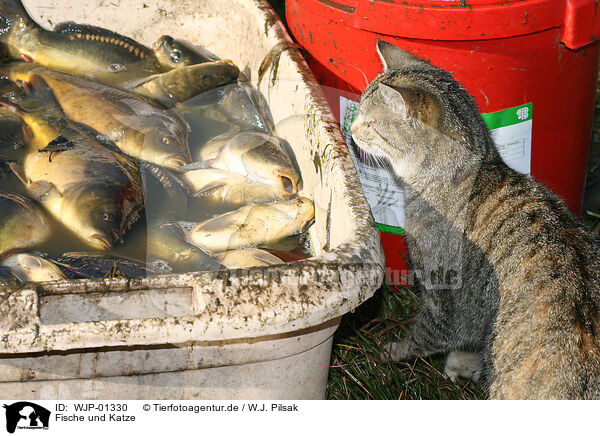 Fische und Katze / fish and cat / WJP-01330