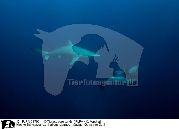 Kleiner Schwarzspitzenhai und Langschnuziger Gemeiner Delfin / blacktip shark and long-beaked common dolphin / FLPA-01790