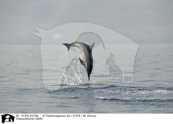 Ostpazifischer Delfin / FLPA-03758