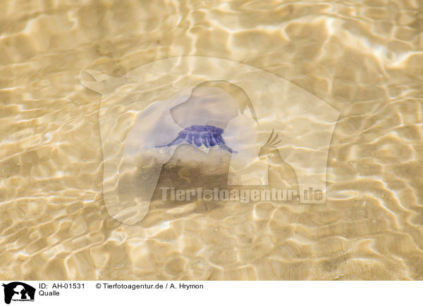 Qualle / Jellyfish / AH-01531