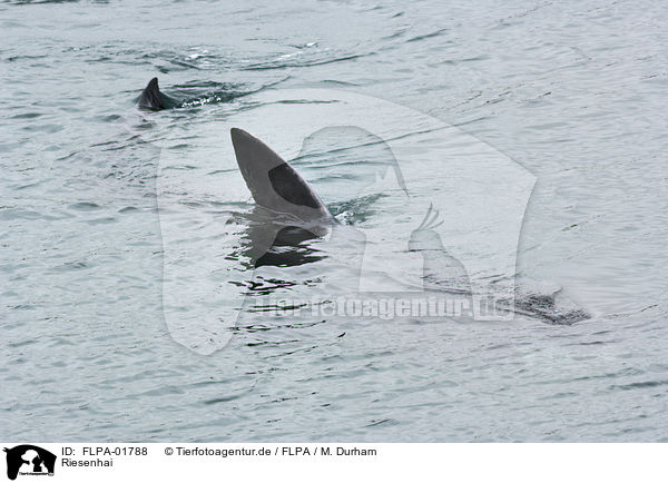 Riesenhai / basking shark / FLPA-01788