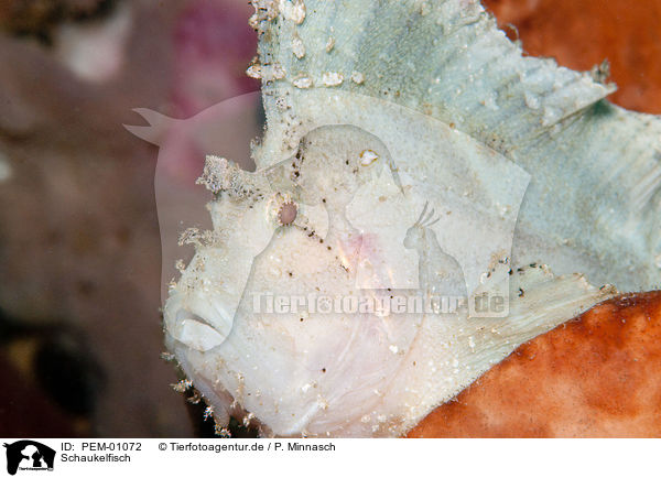 Schaukelfisch / leaf scorpionfish / PEM-01072