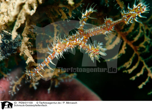 Schmuck-Geisterpfeifenfisch / harlequin ghostpipefish / PEM-01109