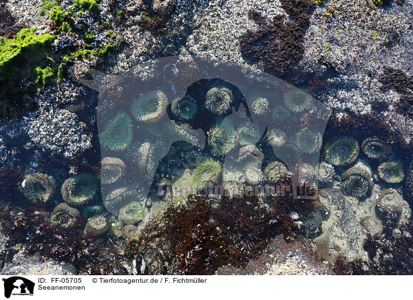 Seeanemonen / sea anemones / FF-05705