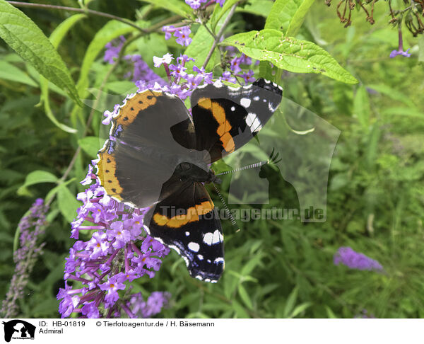 Admiral / red admiral / HB-01819
