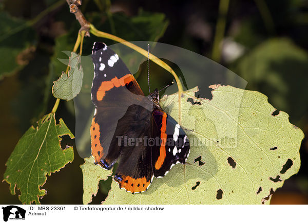 Admiral / Red Admiral / MBS-23361