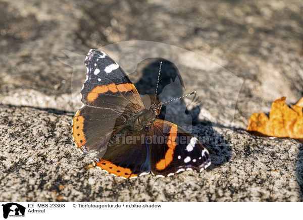 Admiral / Red Admiral / MBS-23368