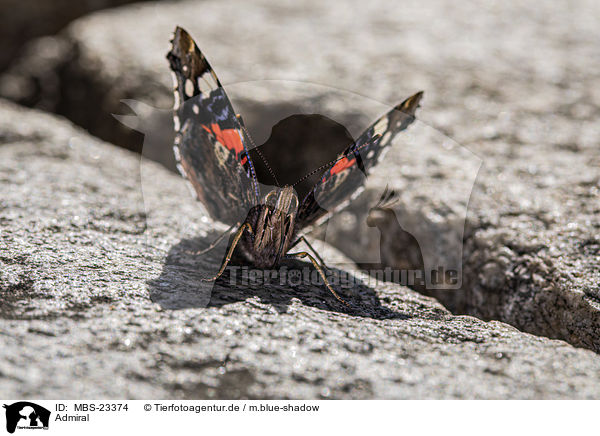 Admiral / Red Admiral / MBS-23374