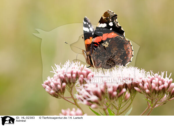 Admiral / red admiral / HL-02383