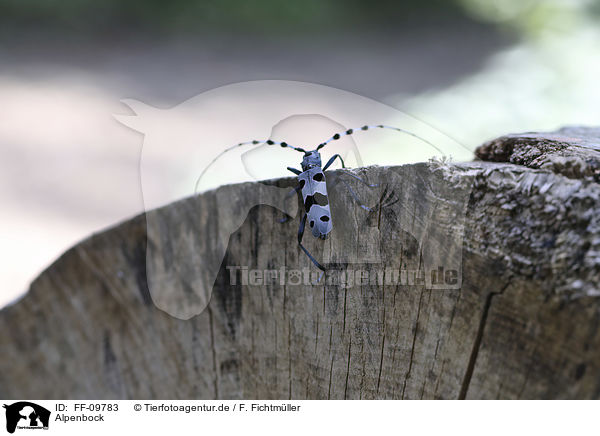 Alpenbock / Alpine longhorn Beetle / FF-09783