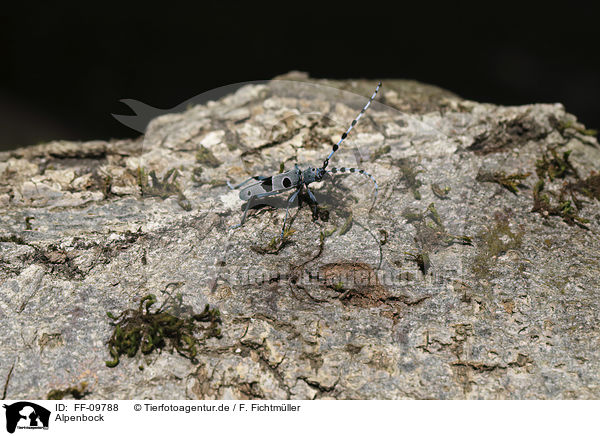 Alpenbock / Alpine longhorn Beetle / FF-09788