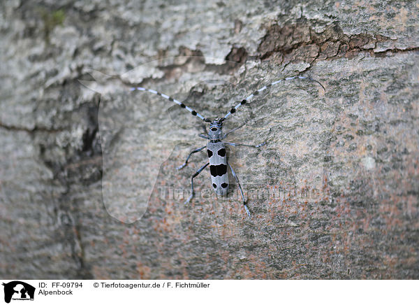 Alpenbock / Alpine longhorn Beetle / FF-09794