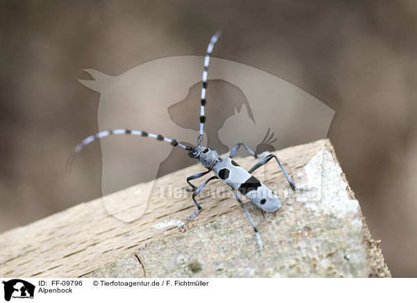 Alpenbock / Alpine longhorn Beetle / FF-09796