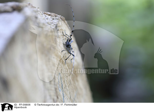 Alpenbock / Alpine longhorn Beetle / FF-09806