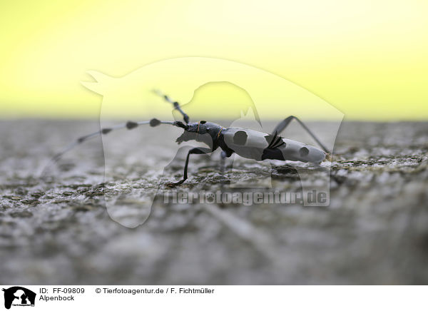 Alpenbock / Alpine longhorn Beetle / FF-09809