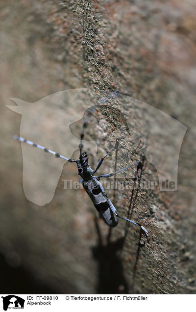 Alpenbock / Alpine longhorn Beetle / FF-09810