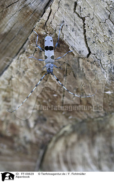 Alpenbock / Alpine longhorn Beetle / FF-09829