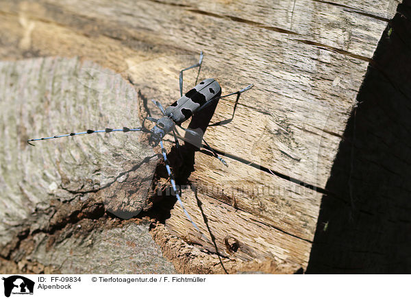 Alpenbock / Alpine longhorn Beetle / FF-09834