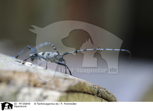 Alpenbock / Alpine longhorn Beetle / FF-09849