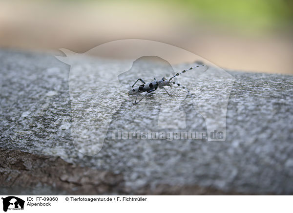 Alpenbock / Alpine longhorn Beetle / FF-09860