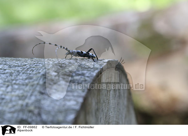 Alpenbock / Alpine longhorn Beetle / FF-09862