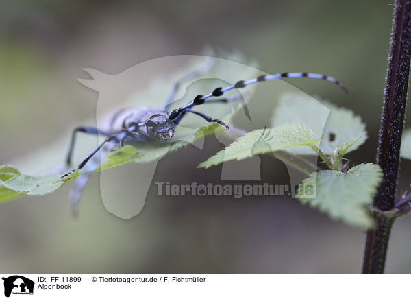 Alpenbock / Alpine longhorn beetle / FF-11899