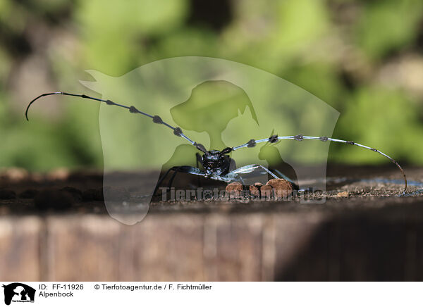 Alpenbock / Alpine longhorn beetle / FF-11926