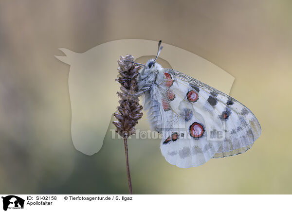 Apollofalter / swallowtail butterfly / SI-02158