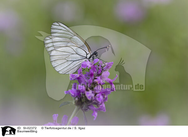 Baumweiling / black-veined white / SI-02372