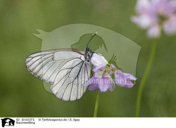 Baumweiling / black-veined white / SI-02373