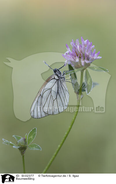 Baumweiling / black-veined white / SI-02377