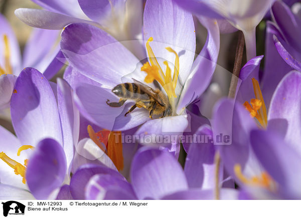 Biene auf Krokus / MW-12993