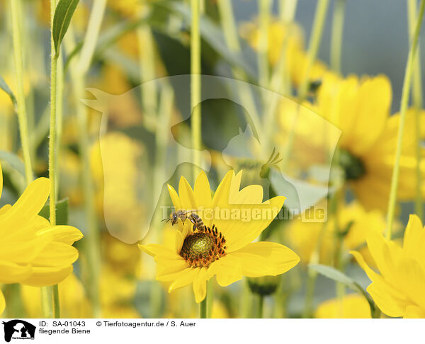 fliegende Biene / flying Bee / SA-01043