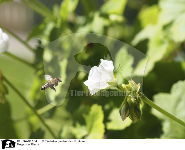 fliegende Biene / flying Bee / SA-01164
