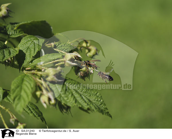 fliegende Biene / SA-01240