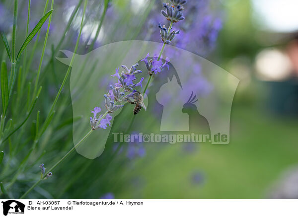 Biene auf Lavendel / Bee on lavender / AH-03057