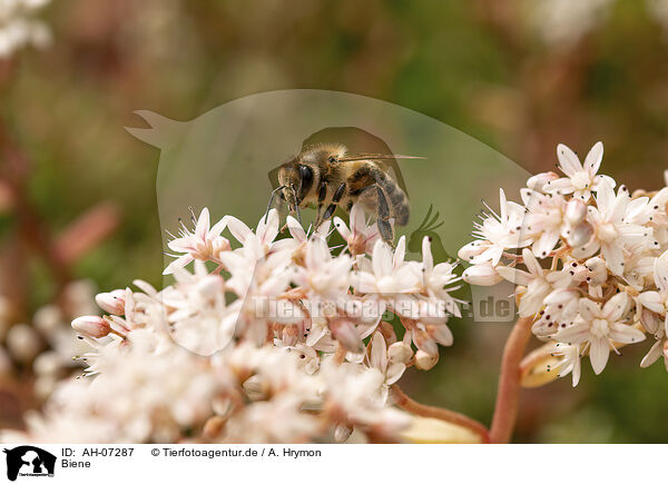 Biene / bee / AH-07287