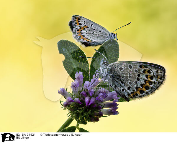 Blulinge / gossamer-winged butterflies / SA-01521