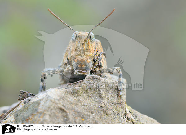 Blauflgelige Sandschrecke / red sand grasshopper / DV-02585