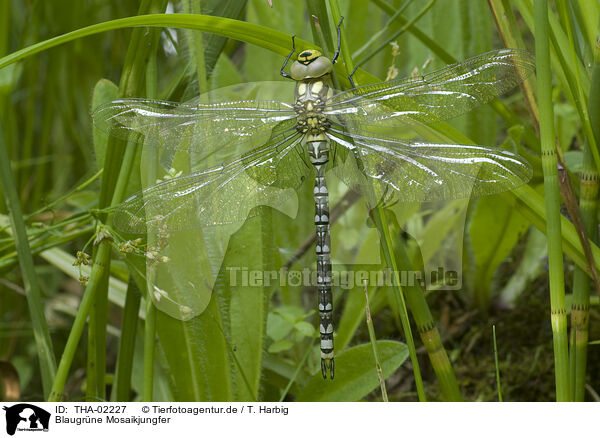 Blaugrne Mosaikjungfer / southern hawker / THA-02227