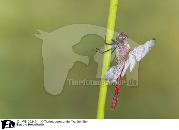 Blutrote Heidelibelle / ruddy darter / WS-05240