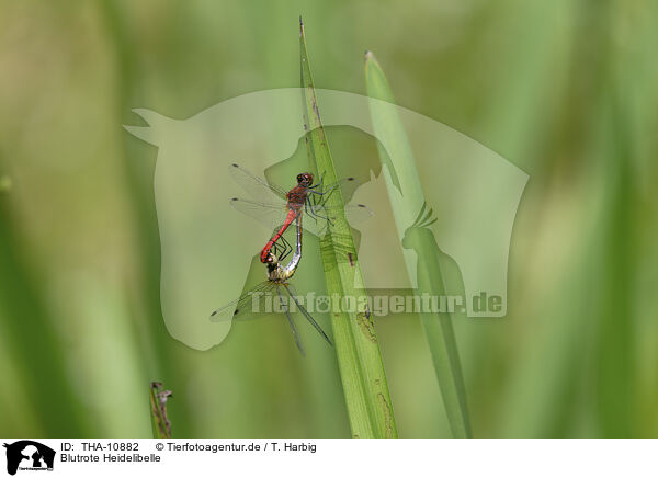 Blutrote Heidelibelle / ruddy darter / THA-10882