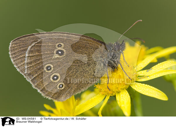 Brauner Waldvogel / brush-footed butterfly / WS-04581