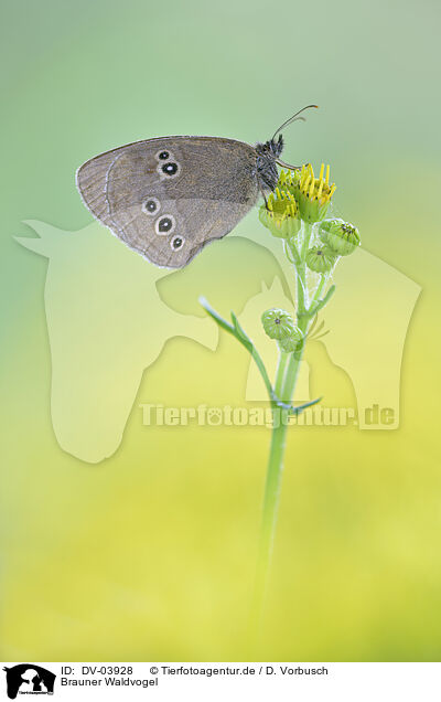 Brauner Waldvogel / ringlet butterfly / DV-03928