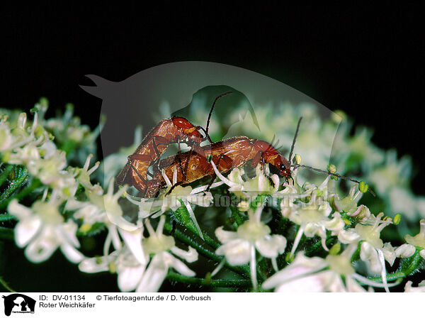 Roter Weichkfer / soldier beetle / DV-01134