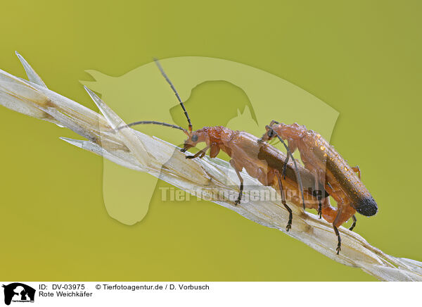 Rote Weichkfer / soldier bugs / DV-03975