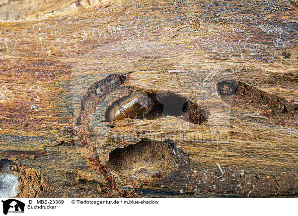 Buchdrucker / European spruce bark beetle / MBS-23389